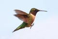 Ruby-throated Hummingbird