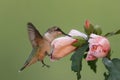 Ruby-throated Hummingbird