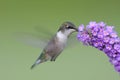 Ruby-throated Hummingbird