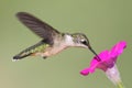 Ruby-throated Hummingbird