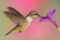 Ruby-throated Hummingbird