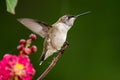 Ruby Throated Hummingbird