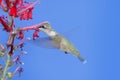 Ruby-throated Hummingbird (archilochus colubris) Royalty Free Stock Photo