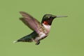 Ruby-throated Hummingbird (archilochus colubris) Royalty Free Stock Photo