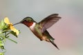 Ruby-throated Hummingbird (archilochus colubris) Royalty Free Stock Photo
