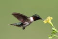 Ruby-throated Hummingbird (archilochus colubris) Royalty Free Stock Photo