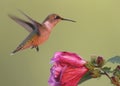 Ruby-throated Hummingbird (archilochus colubris) Royalty Free Stock Photo