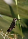 Ruby-throated hummingbird (archilochus colubris) Royalty Free Stock Photo