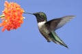 Ruby-throated Hummingbird (archilochus colubris) Royalty Free Stock Photo