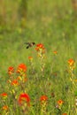 Ruby-throated Hummingbird Archilochus colubris Feeds on Castilleja Wildflower Summer Royalty Free Stock Photo