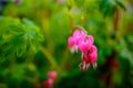 Ruby throated hummingbird ,archilochus colubris Royalty Free Stock Photo