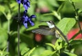 Ruby-throated Hummingbird Archilochus colubris in flight, Canada Royalty Free Stock Photo