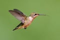 Ruby-throated Hummingbird (archilochus colubris) Royalty Free Stock Photo