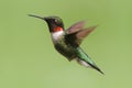 Ruby-throated Hummingbird (archilochus colubris) Royalty Free Stock Photo