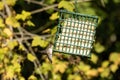 Ruby-throated hummingbird ( Archilochus colubris ).