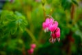 Ruby throated hummingbird ,archilochus colubris Royalty Free Stock Photo