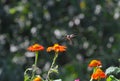 Ruby-throated hummingbird in flight above Mexican Sunflower 2 - Archilochus colubris Royalty Free Stock Photo