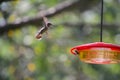 Ruby-throated hummingbird in Flight and Bald-faced Hornet - Archilochus colubris - Dolichovespula maculata Royalty Free Stock Photo