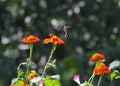 Ruby-throated hummingbird with Bumblebee in flight above Mexican Sunflower 2 - Archilochus colubris - Bombus Royalty Free Stock Photo