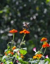 Ruby-throated hummingbird with Bumblebee in flight above Mexican Sunflower - Archilochus colubris - Bombus Royalty Free Stock Photo