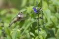 Ruby-throated Hummingbird flying in the garden. Royalty Free Stock Photo