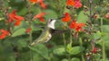 Hummingbird in flight looking back over his wing Royalty Free Stock Photo