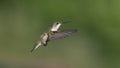 A Leisurely Flight to the Next Flower Royalty Free Stock Photo