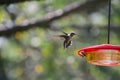 Ruby-throated hummingbird and Bald-faced Hornet - Archilochus colubris - Dolichovespula maculata Royalty Free Stock Photo