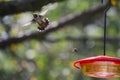 Ruby-throated hummingbird and Bald-faced Hornet in Flight - Archilochus colubris - Dolichovespula maculata Royalty Free Stock Photo