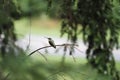 Ruby-Throated Hummingbird Royalty Free Stock Photo