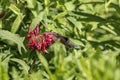 Ruby-throated hummingbird at the Bee Balm Royalty Free Stock Photo