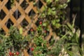 Ruby Throated Hummingbird behind red flower Royalty Free Stock Photo