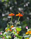 Ruby-throated hummingbird with Bumblebee in flight above Mexican Sunflower 3 - Archilochus colubris - Bombus Royalty Free Stock Photo