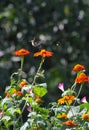 Ruby-throated hummingbird and Bumblebee in flight above Mexican Sunflower - Archilochus colubris - Bombus Royalty Free Stock Photo