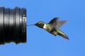 Ruby-throated Hummingbird With A Camera Royalty Free Stock Photo