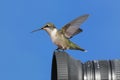 Ruby-throated Hummingbird On A Camera Royalty Free Stock Photo