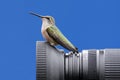 Ruby-throated Hummingbird On A Camera Royalty Free Stock Photo