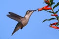 Ruby-throated Hummingbird at a Cigar Flower Royalty Free Stock Photo