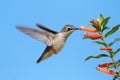 Ruby-throated Hummingbird at a Cigar Flower Royalty Free Stock Photo