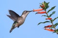 Ruby-throated Hummingbird at a Cigar Flower Royalty Free Stock Photo