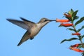 Ruby-throated Hummingbird at a Cigar Flower Royalty Free Stock Photo