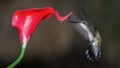 A Ruby-Throated Hummingbird Drinks a Drop of Nectar From a Red Cala-Lilly in Oklahoma Royalty Free Stock Photo