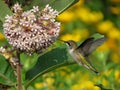 Ruby-Throated Hummingbird