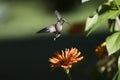 Ruby Throated Hummingbird eating nectar from flower Royalty Free Stock Photo