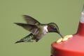 Ruby-throated Hummingbird At A Feeder Royalty Free Stock Photo