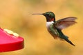 Ruby-throated Hummingbird At A Feeder Royalty Free Stock Photo