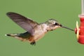 Ruby-throated Hummingbird At A Feeder Royalty Free Stock Photo