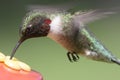 Ruby-throated Hummingbird At A Feeder Royalty Free Stock Photo