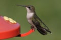 Ruby-throated Hummingbird At A Feeder Royalty Free Stock Photo