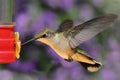 Ruby-throated Hummingbird At A Feeder Royalty Free Stock Photo